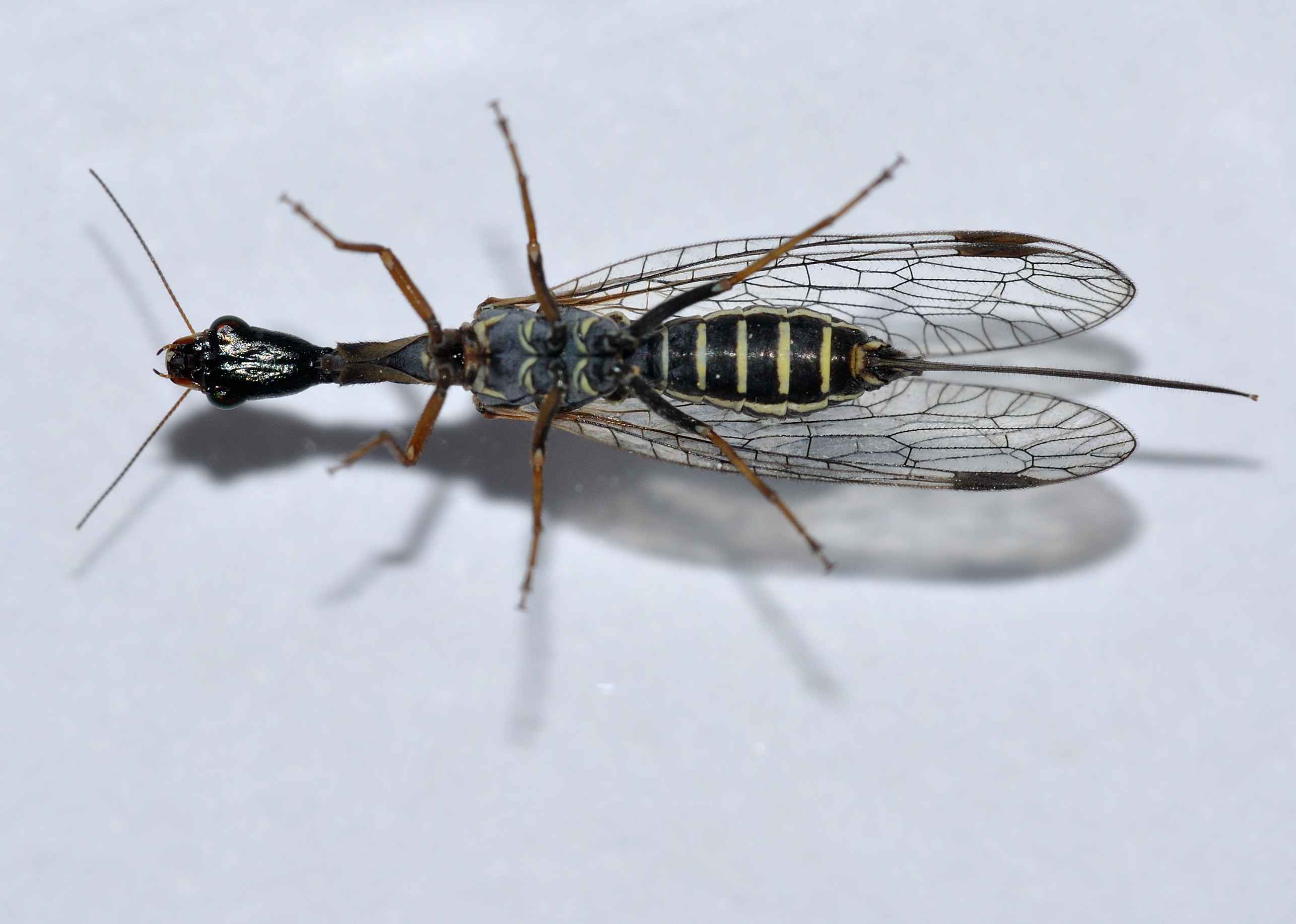 ID Raphidioptera - Raphidia mediterranea